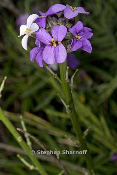 erysimum scoparium 1 graphic